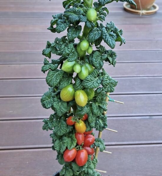 Balkona tomāti “Curly Kaley” (stāds)